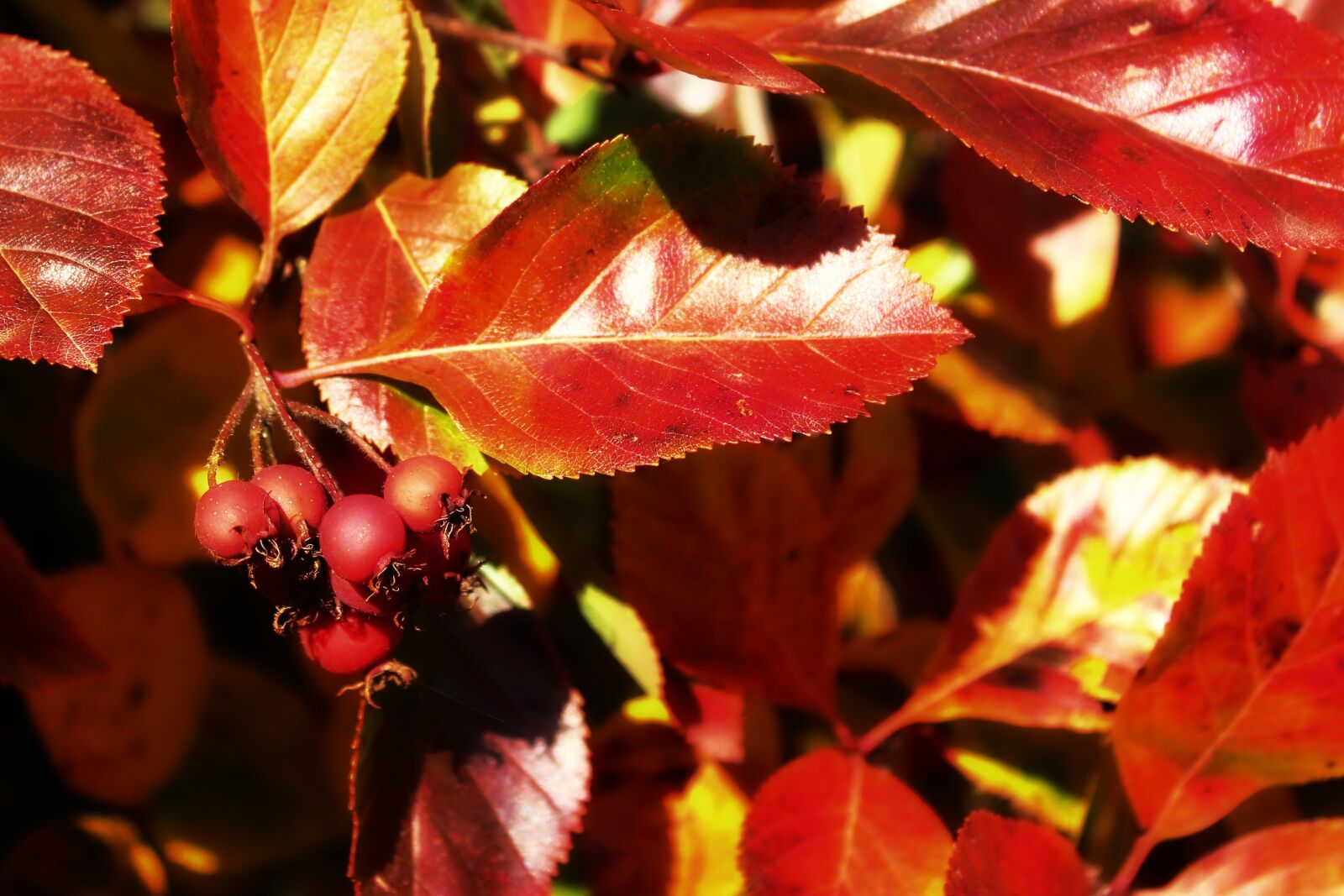 Canon EOS 1300D (EOS Rebel T6 / EOS Kiss X80) sample photo. Fall foliage, leaves, autumn photography