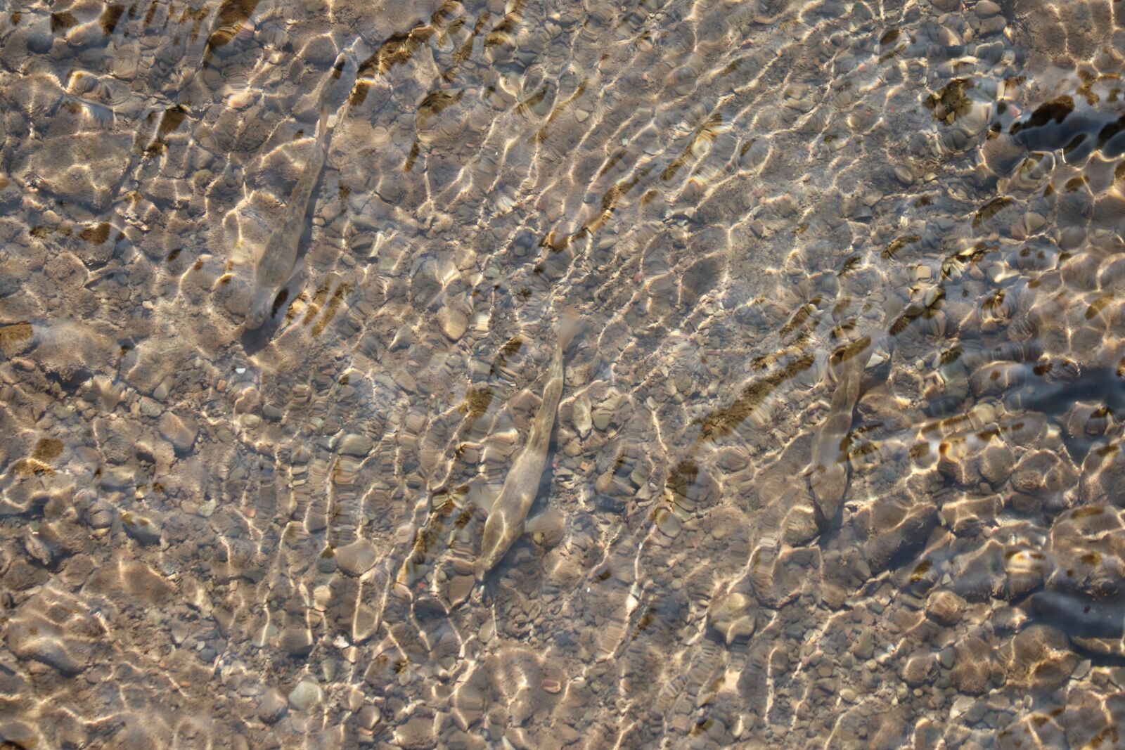 Canon EF 70-300 F4-5.6 IS II USM sample photo. Fish, water, underwater photography