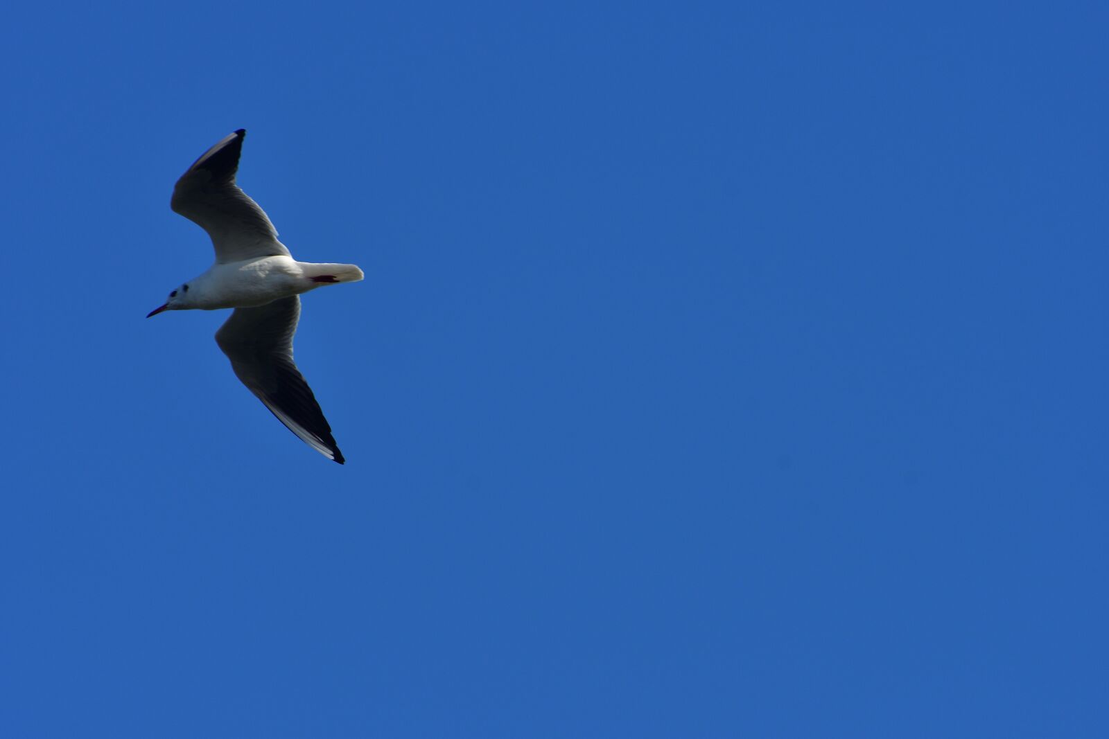 Nikon D500 sample photo. Sky, bird, natural photography