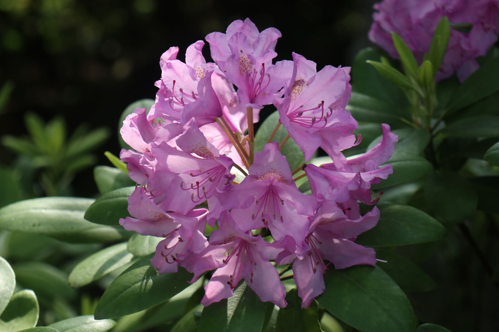 Canon EOS M6 sample photo. Spring, garden, flower photography