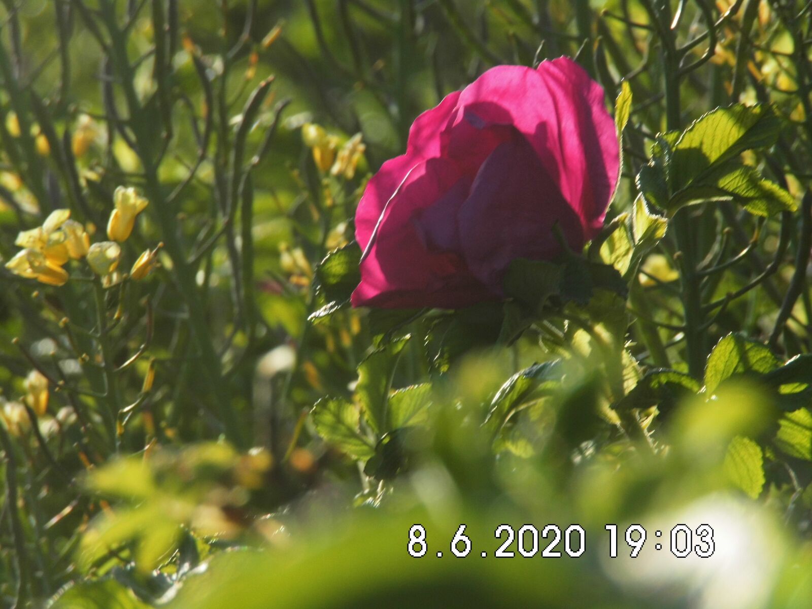 MEDION MD86929 sample photo. Flower, spring, nature photography