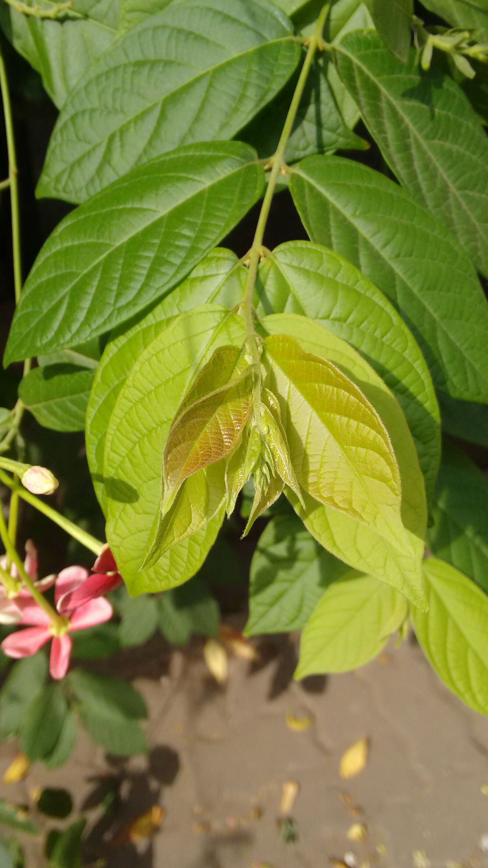 Motorola Moto G (2nd Gen) sample photo. Plant photography
