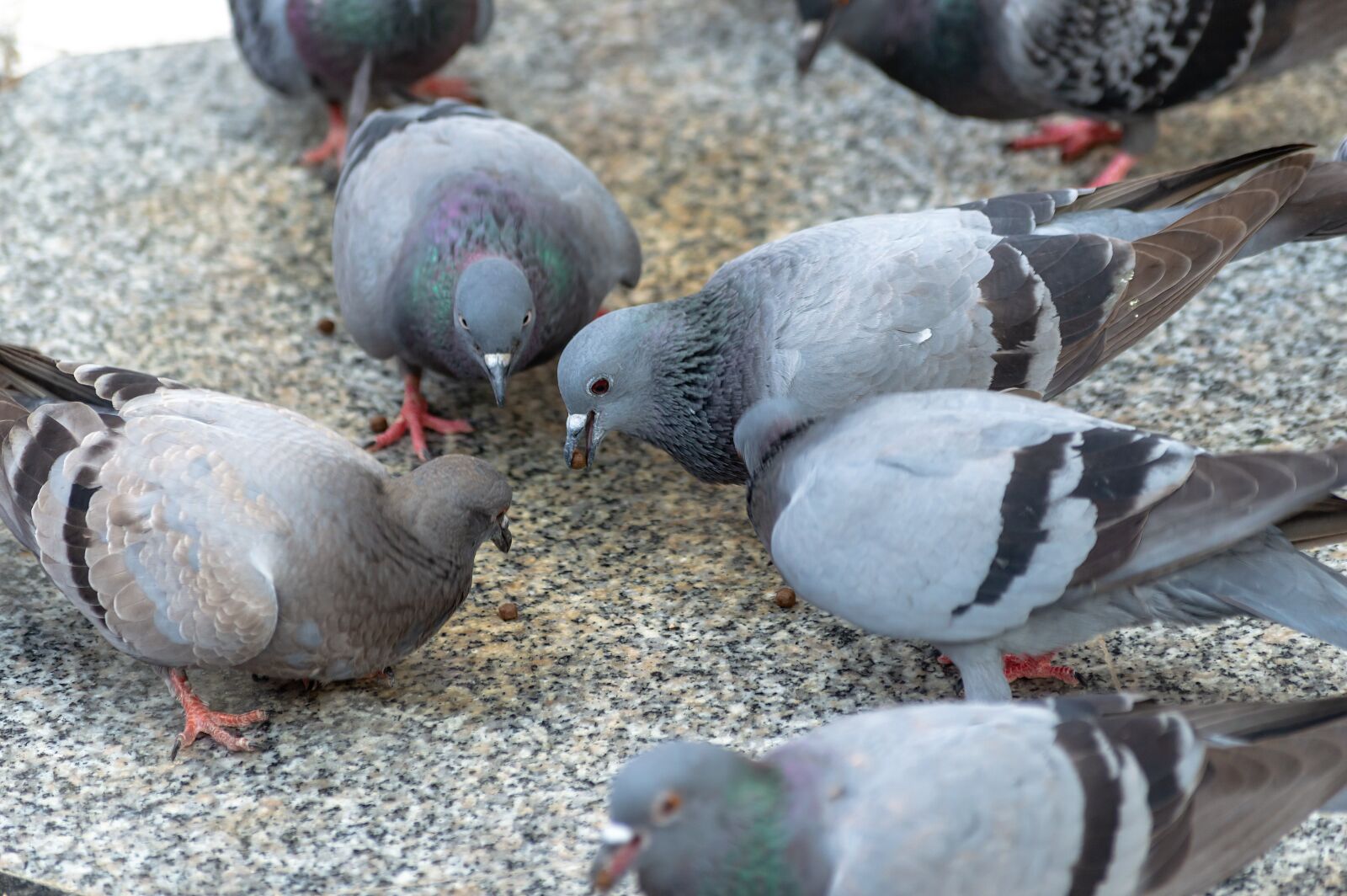 Nikon D3200 sample photo. Dove, white, doves photography