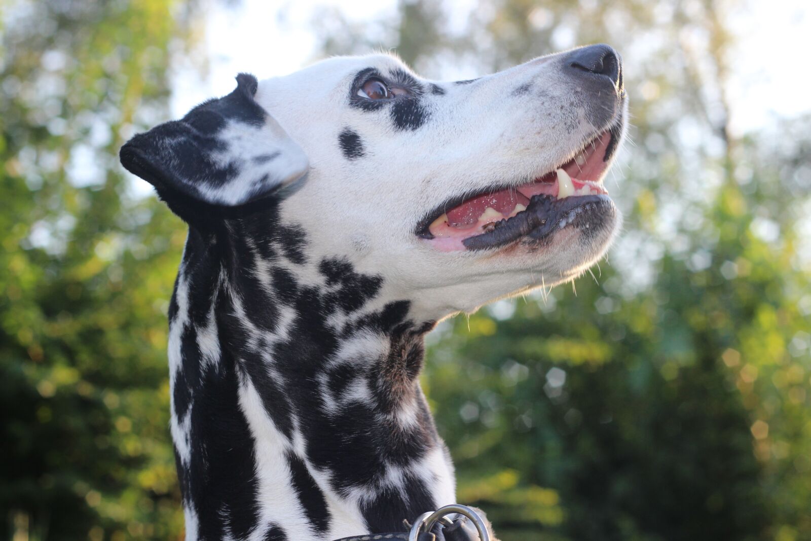 Canon EOS 600D (Rebel EOS T3i / EOS Kiss X5) + Canon EF 50mm F1.8 II sample photo. Dalmatians, dog, animal photography