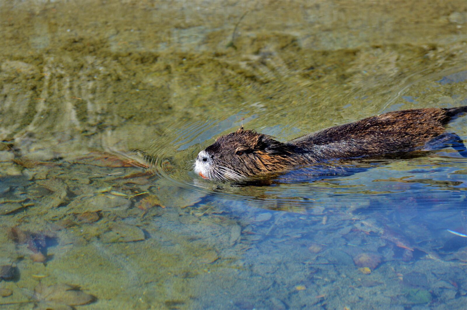 Nikon D3200 sample photo. Nutria, rodent, water rat photography