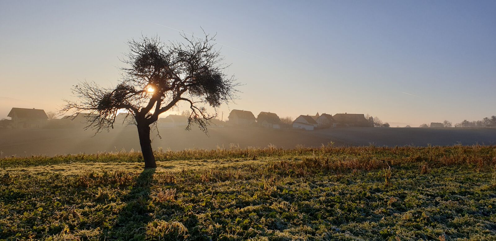 Samsung Galaxy S9+ sample photo. Tree, abendstimmung, fog photography