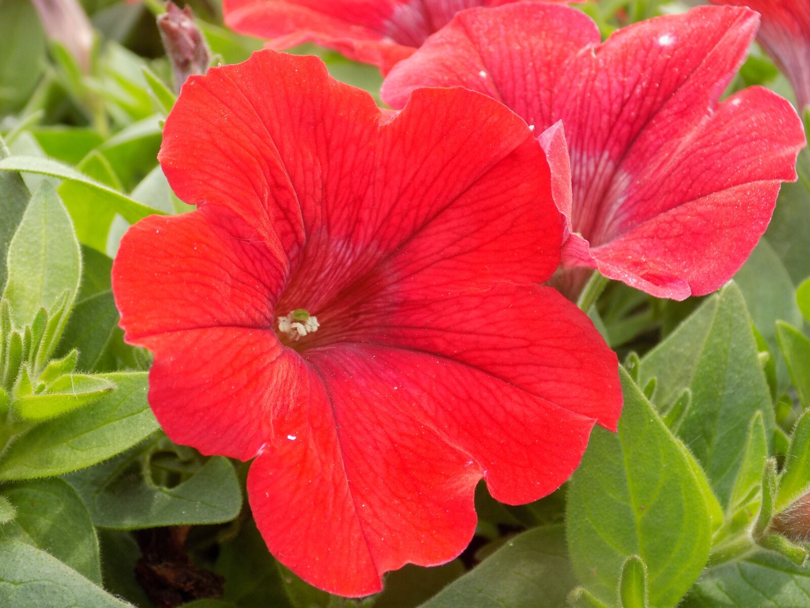 Nikon COOLPIX L340 sample photo. Flowers, red, redflowers photography