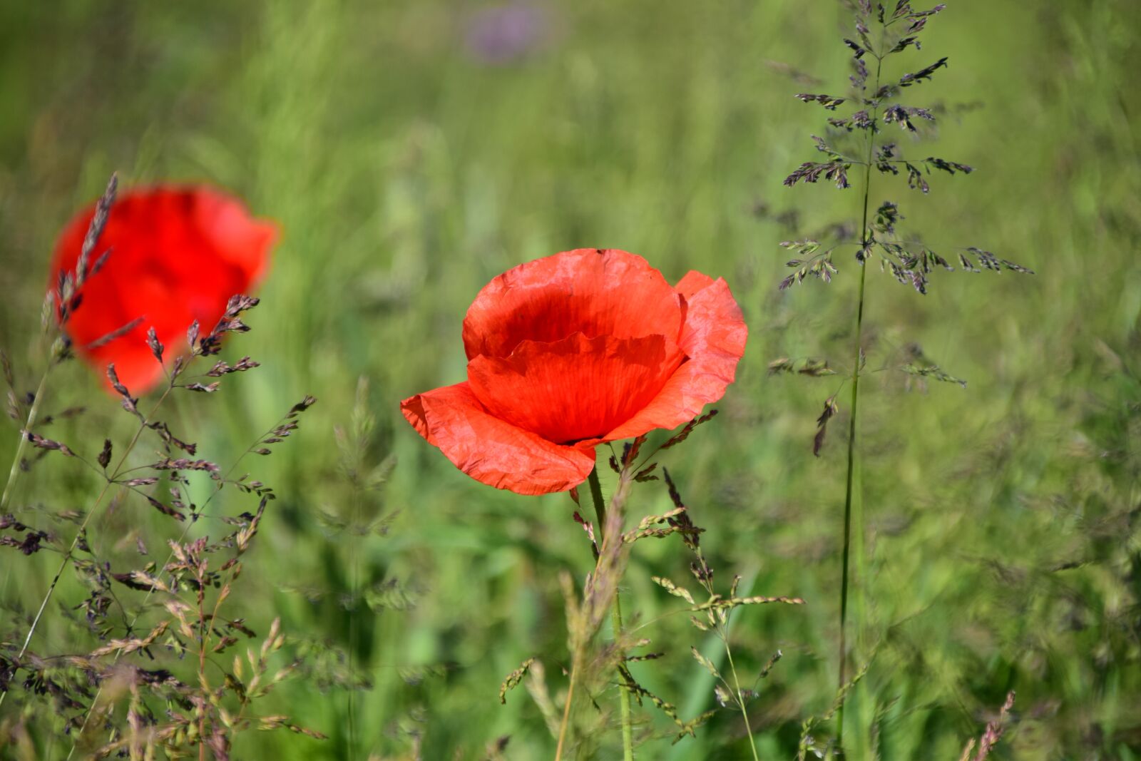Nikon D3300 sample photo. Poppy, meadow, flower photography
