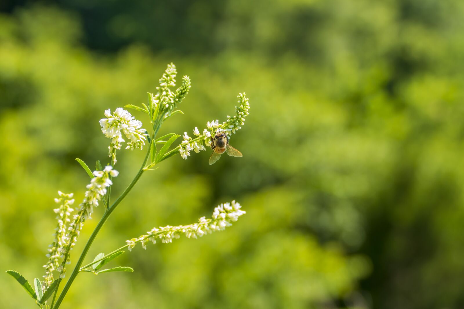 Panasonic Lumix DMC-FZ1000 sample photo. Bee, insect, nature photography