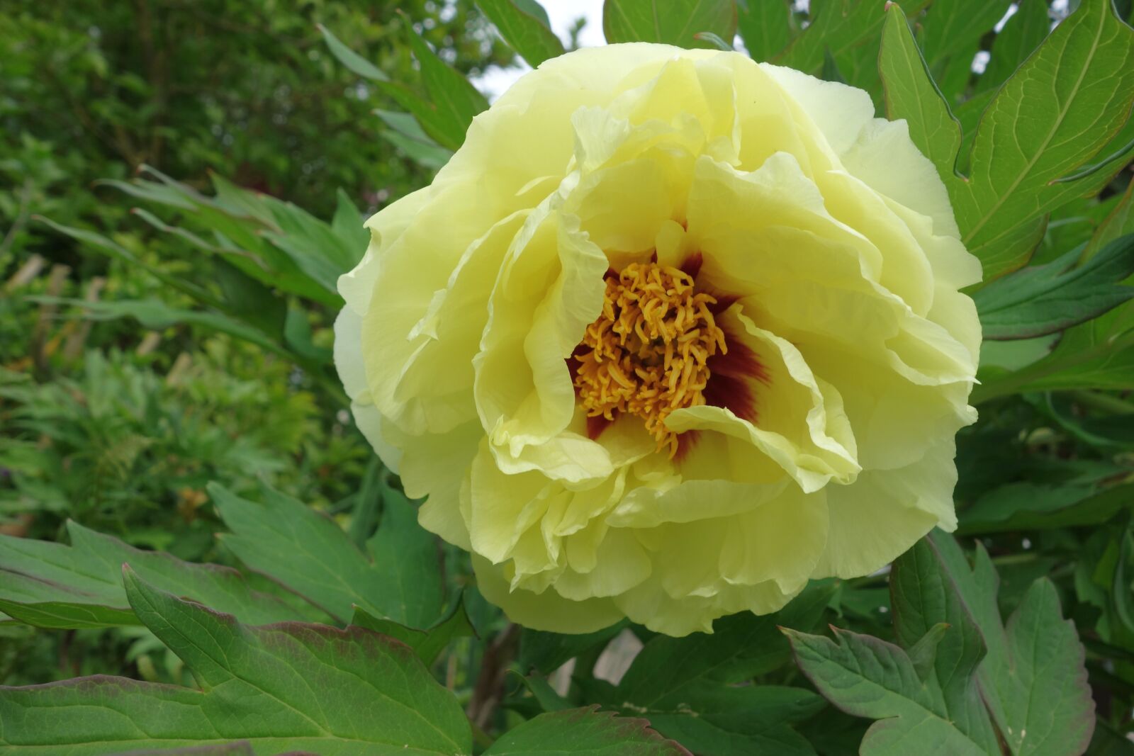 Sony Cyber-shot DSC-RX100 sample photo. Paeonie, shrub paeonie, garden photography
