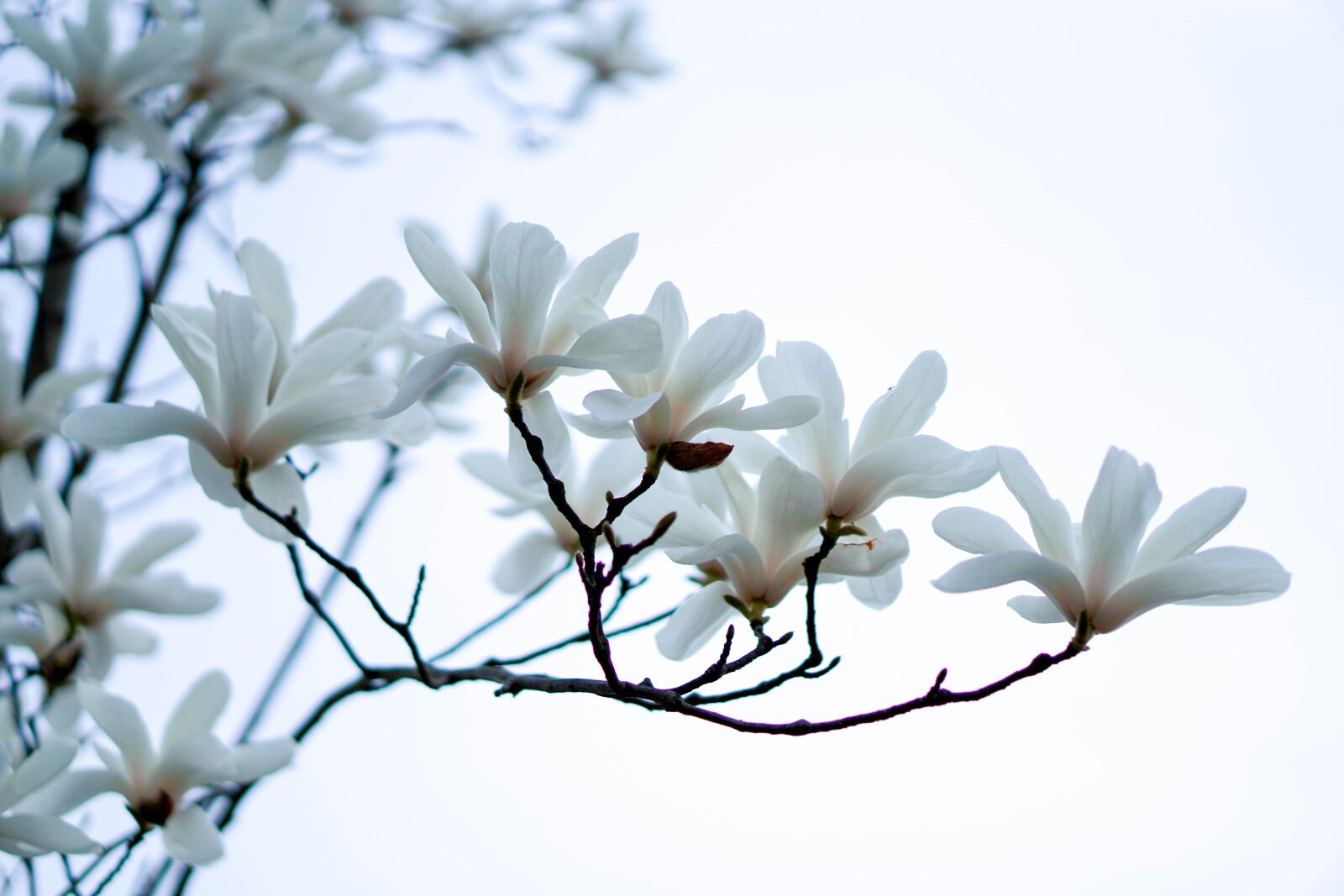 E 50mm F1.8 OSS sample photo. Flower, magnolia, white photography
