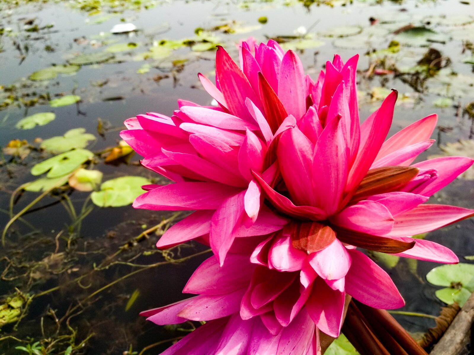 Xiaomi Redmi 4X sample photo. Pink water lily, boat photography