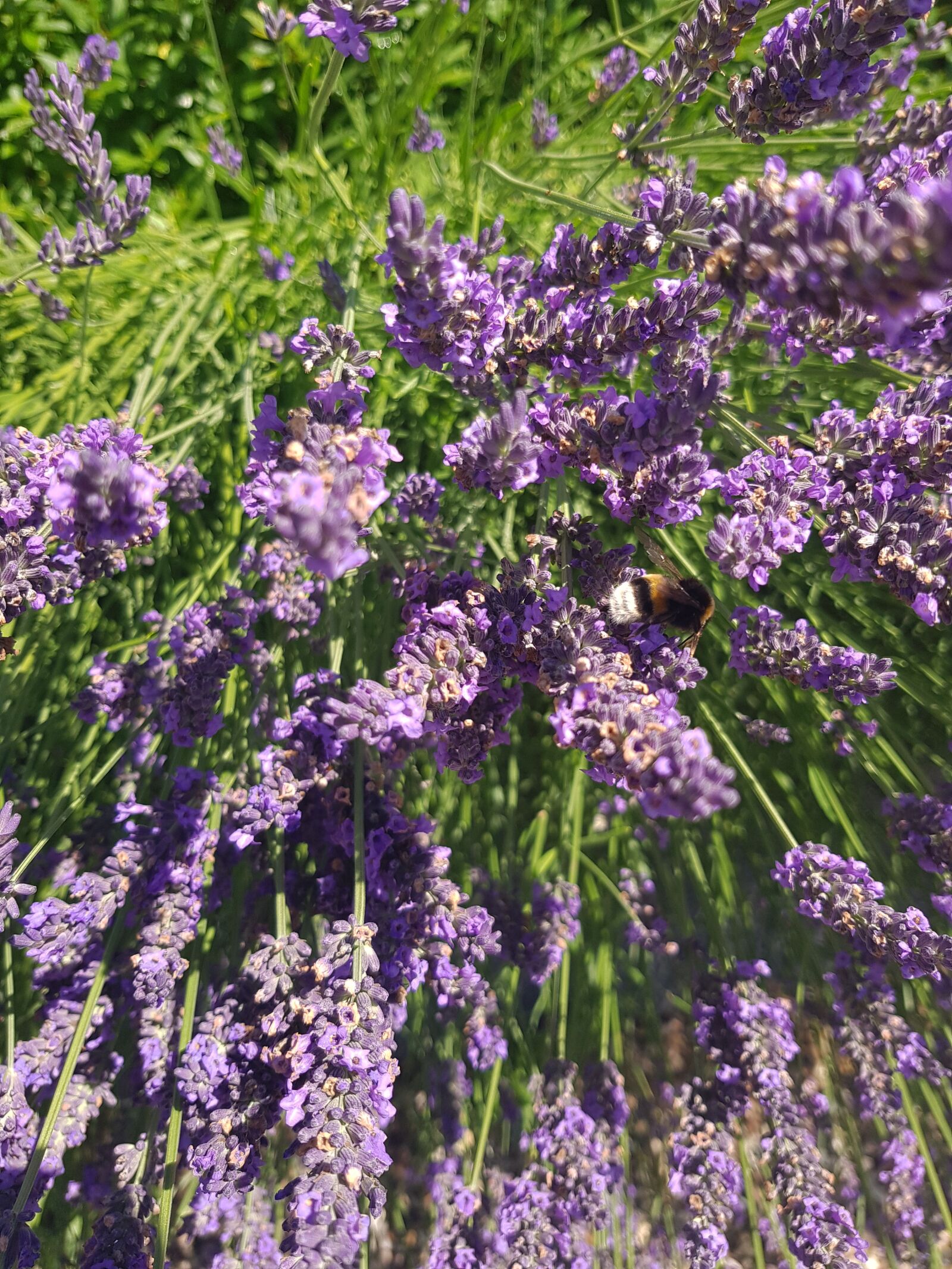 Samsung Galaxy S8 sample photo. Lavender, hummel, insect photography