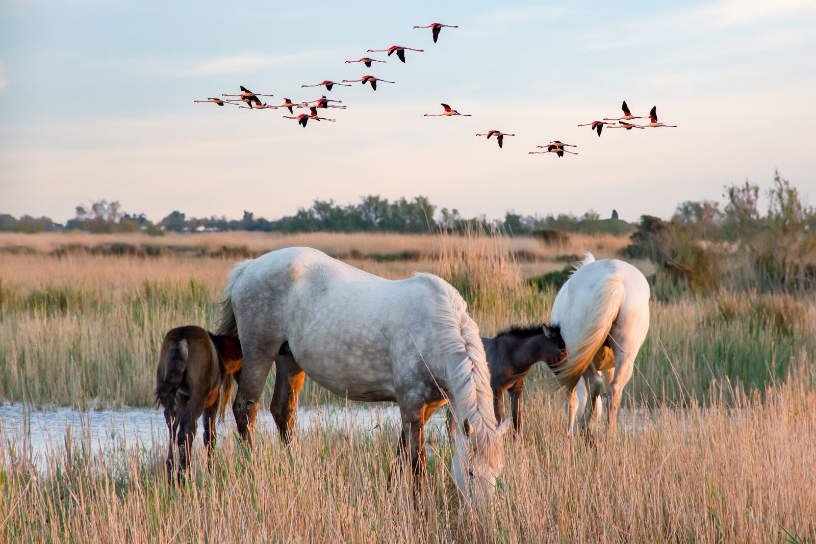 Canon EOS 550D (EOS Rebel T2i / EOS Kiss X4) sample photo. Scene of the camargue photography