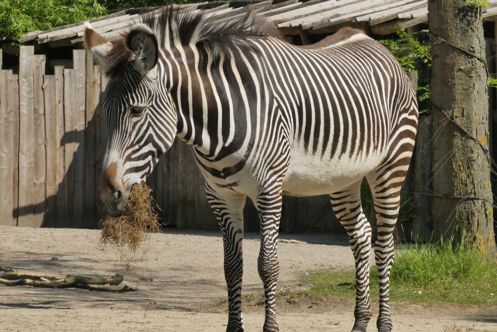 Panasonic Lumix DC-ZS70 (Lumix DC-TZ90) sample photo. Zebra, zoo, food photography
