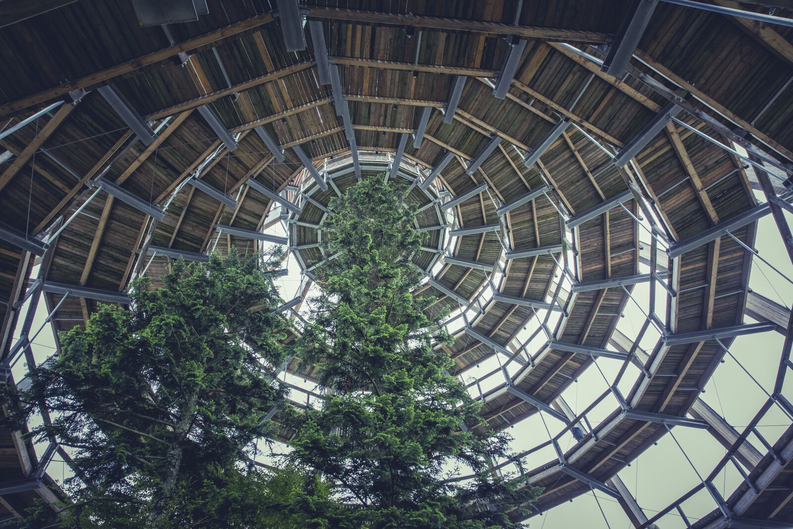Canon EF 24-70mm F2.8L II USM sample photo. Wood, building, forest, trees photography