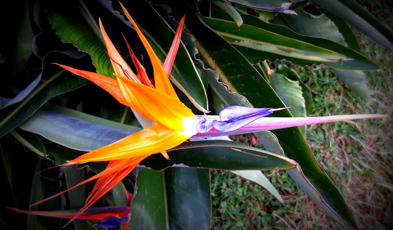 Samsung Galaxy J5 sample photo. Flower, plant, garden photography