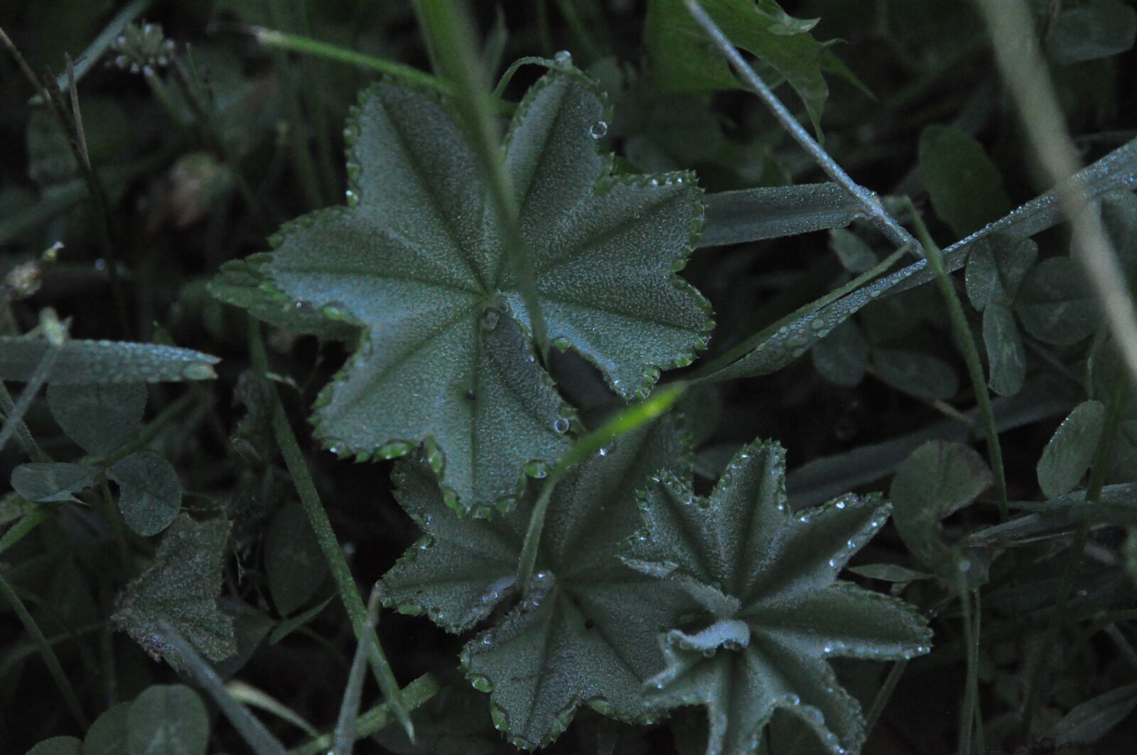 Nikon D90 sample photo. Green, summer, dew photography
