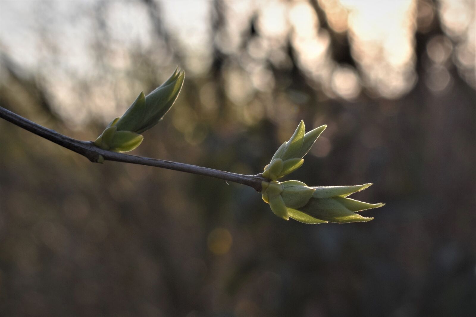 Nikon D5500 sample photo. Lilac, leaves, spring photography