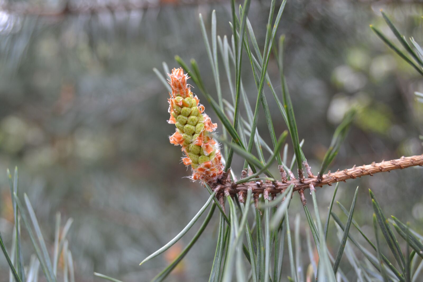 Nikon D3100 sample photo. Pine, bud, plant photography