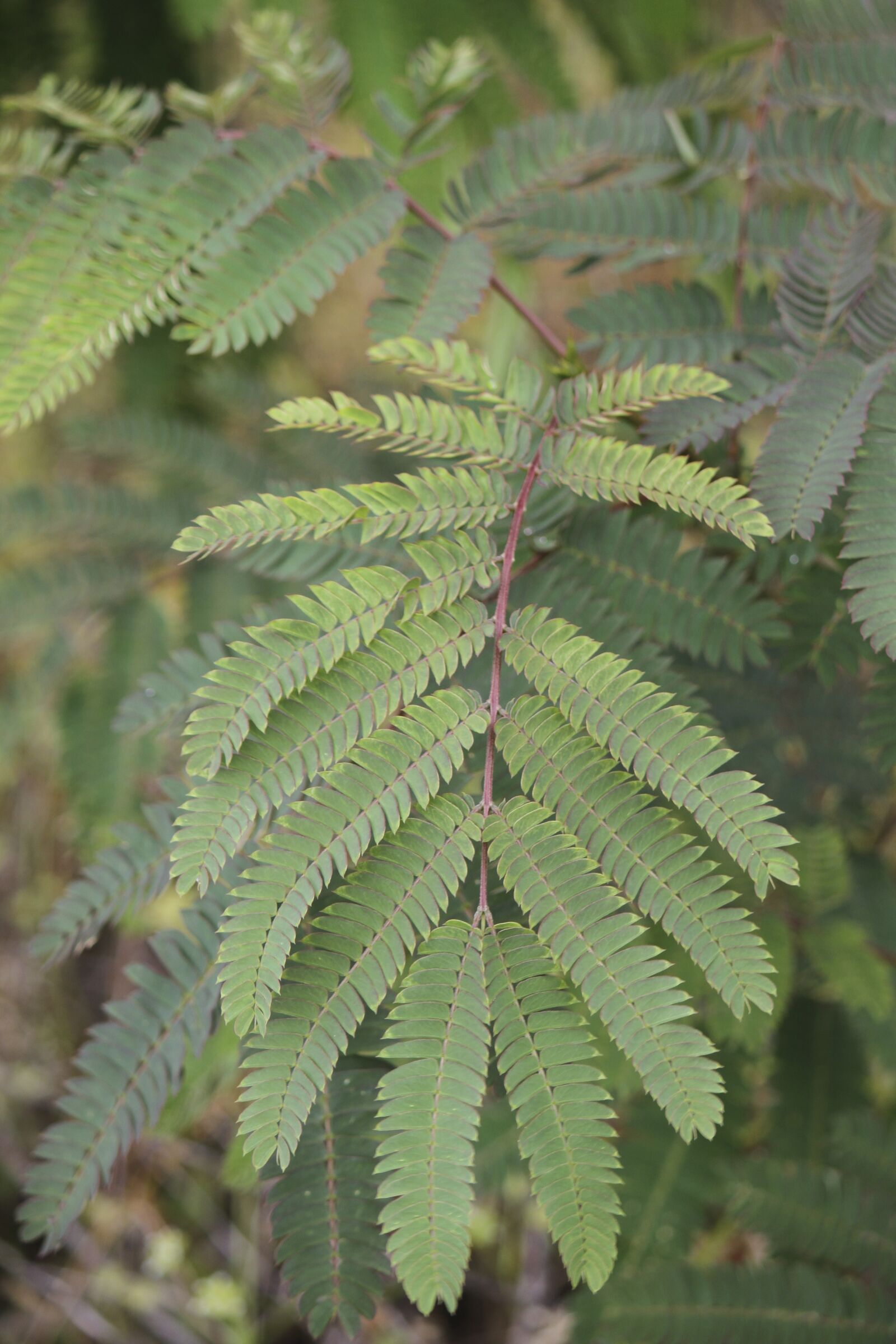 Canon EOS 7D sample photo. Fern, green, plant photography