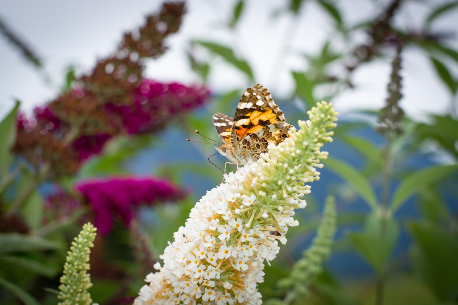 Nikon D7100 sample photo. Butterfly, edelfalter, butterflies photography