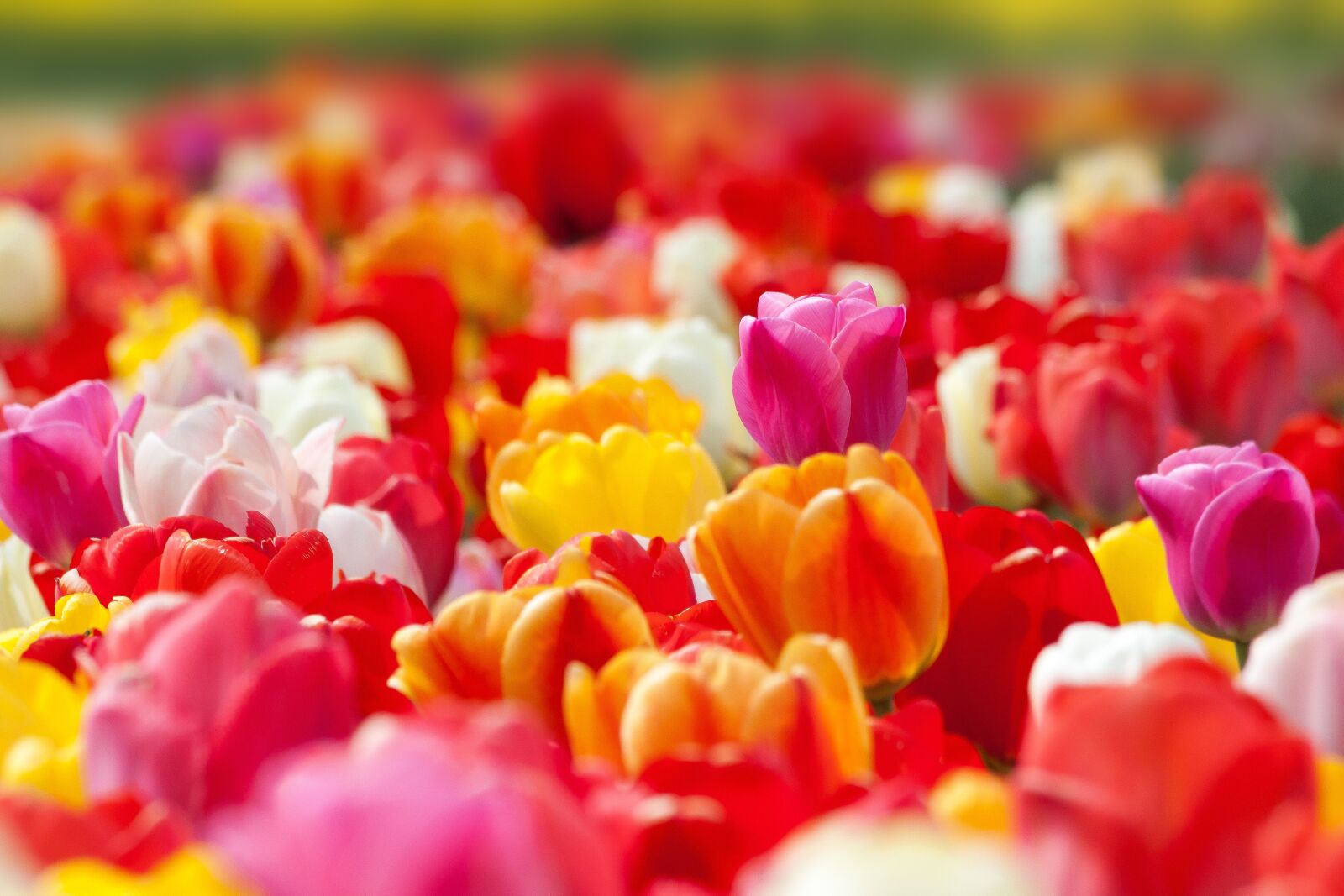 Canon EOS 50D sample photo. Tulip, spring flower, flower photography