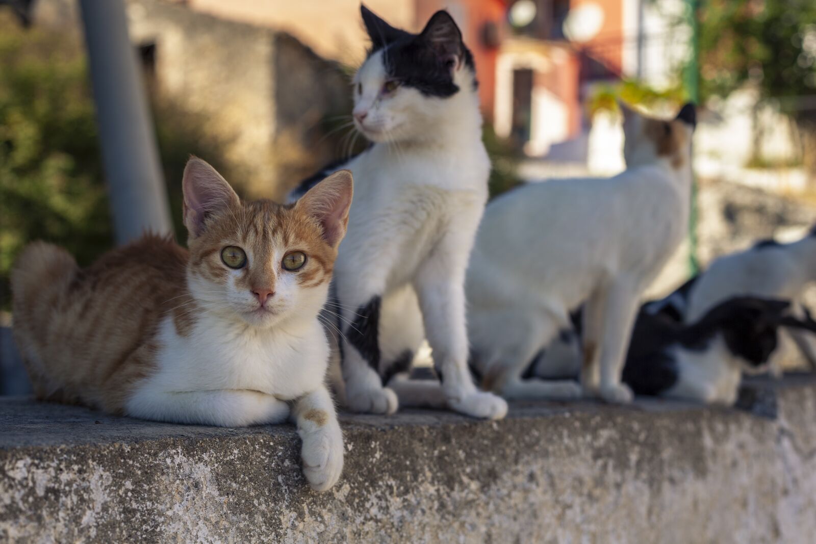 Canon EF 50mm F1.4 USM sample photo. Cat, road, animal photography