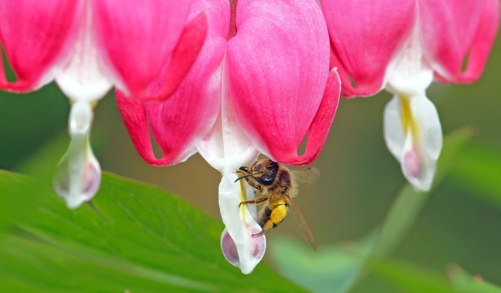 Olympus E-30 sample photo. Bee with heart, little photography