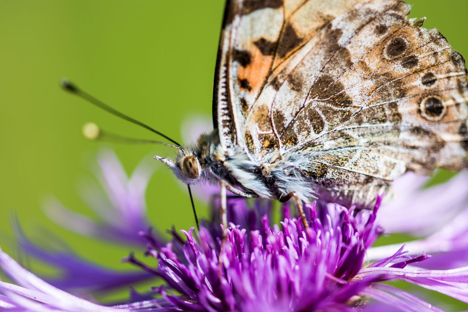 Nikon D7100 sample photo. Butterfly, flower, blossom photography