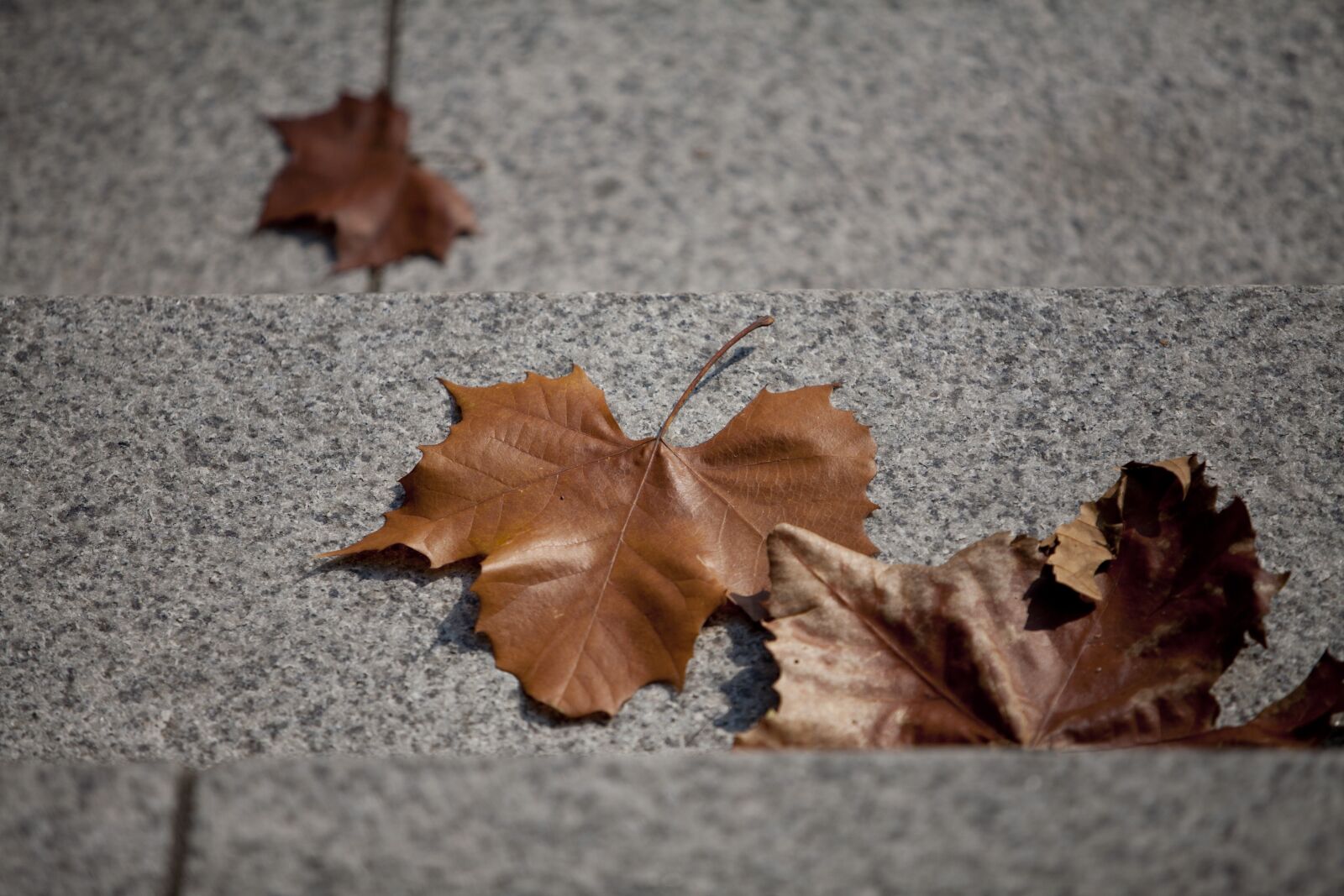 Canon EOS 5D sample photo. Autumn, autumn leaves, maple photography