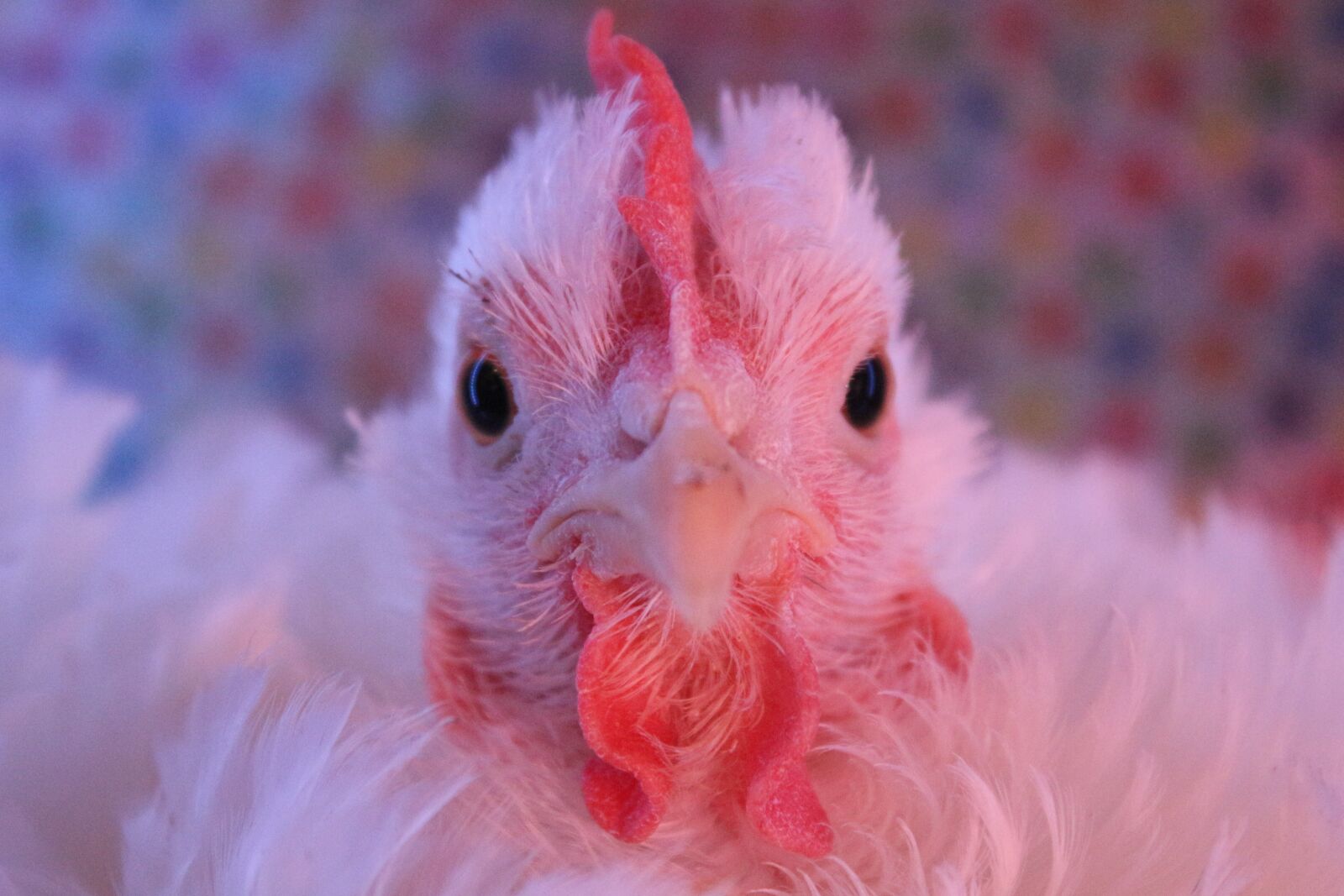 Canon EF-S 18-55mm F3.5-5.6 IS sample photo. Chicken, hen, curly photography