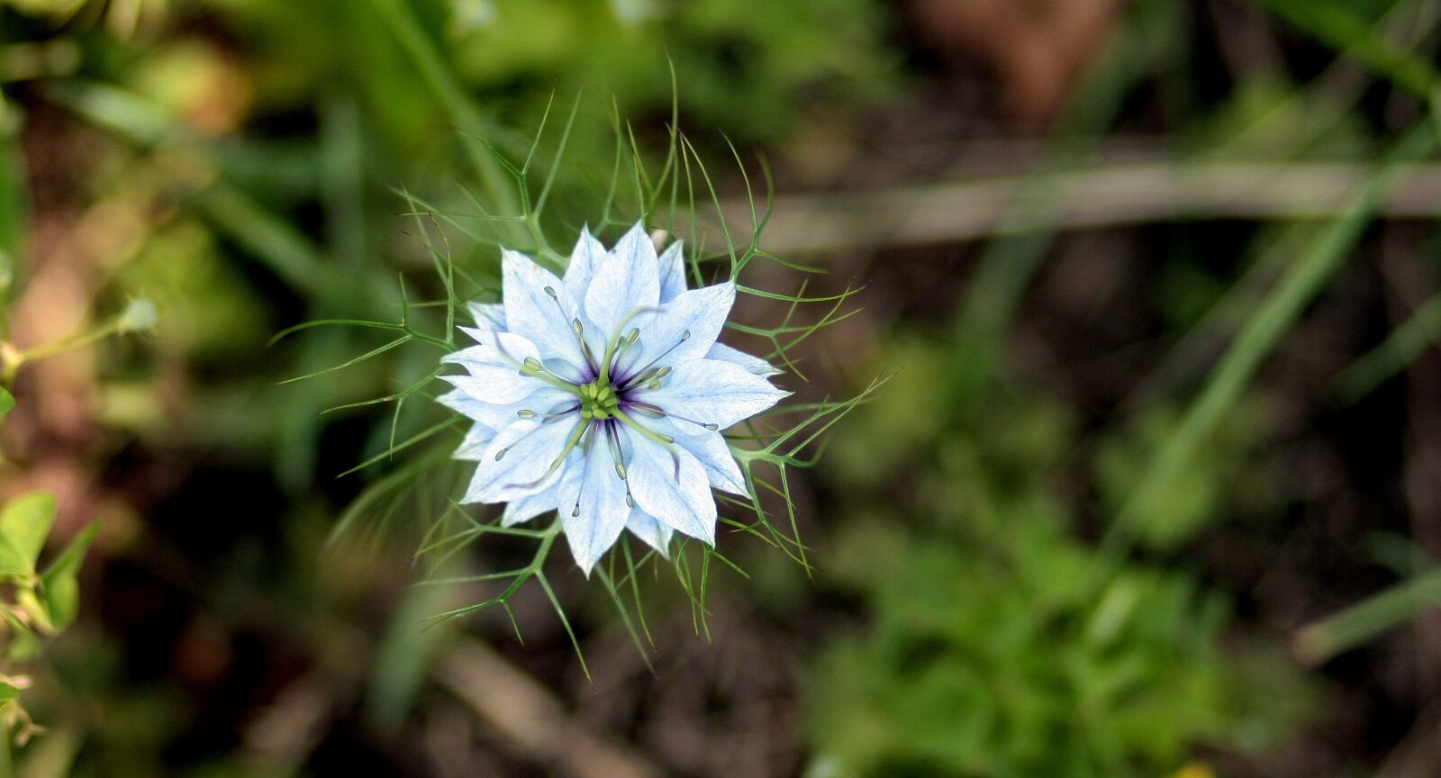 Canon EOS 450D (EOS Rebel XSi / EOS Kiss X2) sample photo. Cornflower, flower, blue photography