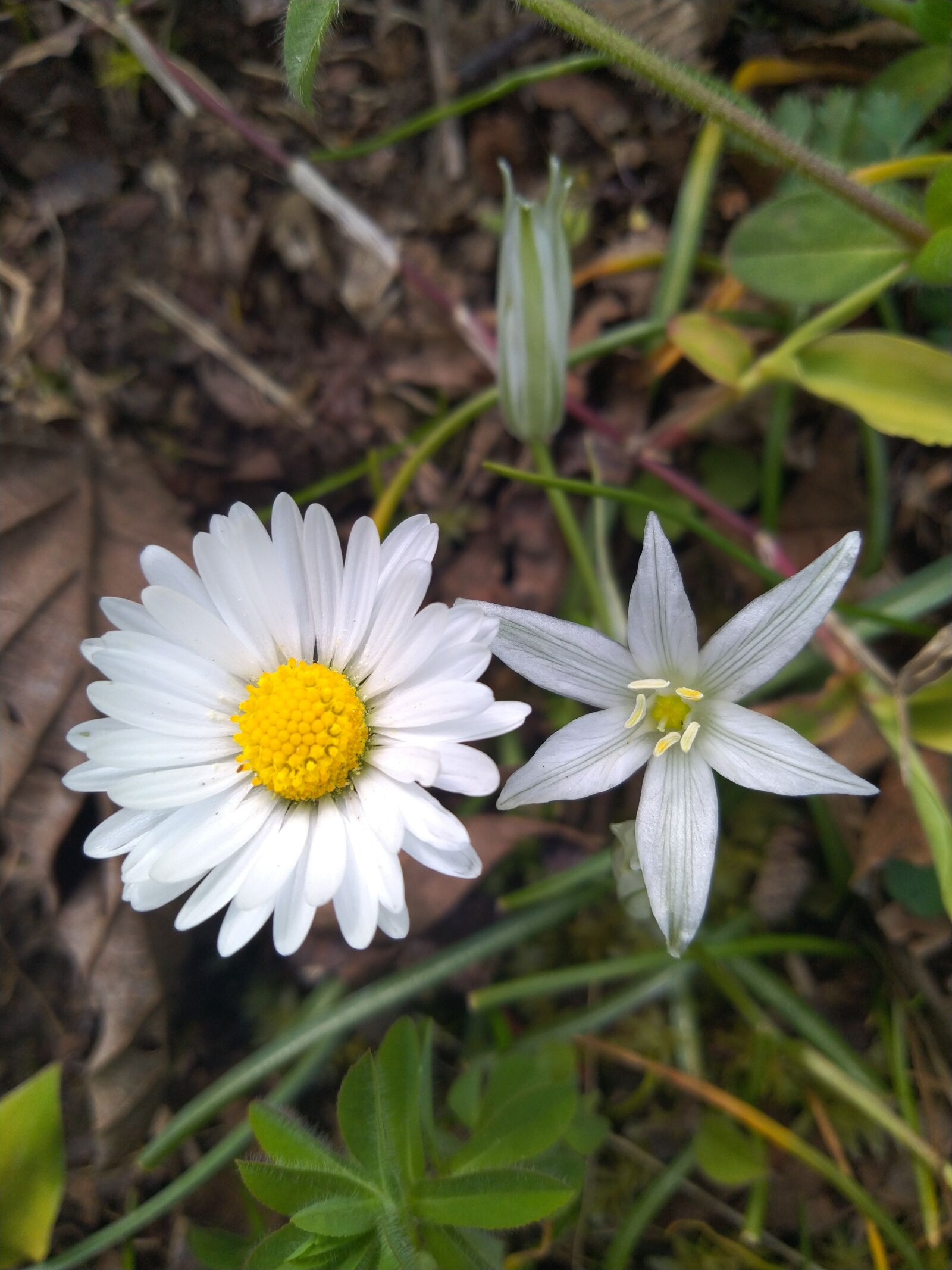 ASUS ZenFone Max Pro M1 (ZB602KL) (WW) / Max Pro M1 (ZB601KL) (IN) sample photo. Daisy, white, stars photography