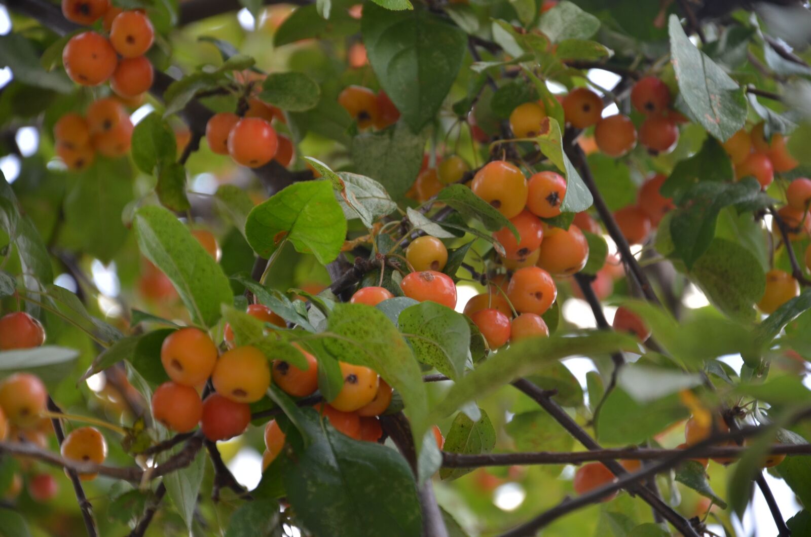Nikon D7000 sample photo. Tree, crabapples, small apples photography