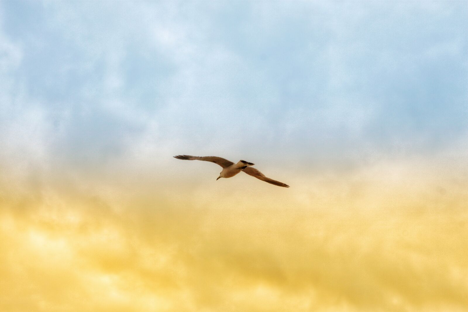 Canon EOS 500D (EOS Rebel T1i / EOS Kiss X3) sample photo. Gull, sky, cloud photography