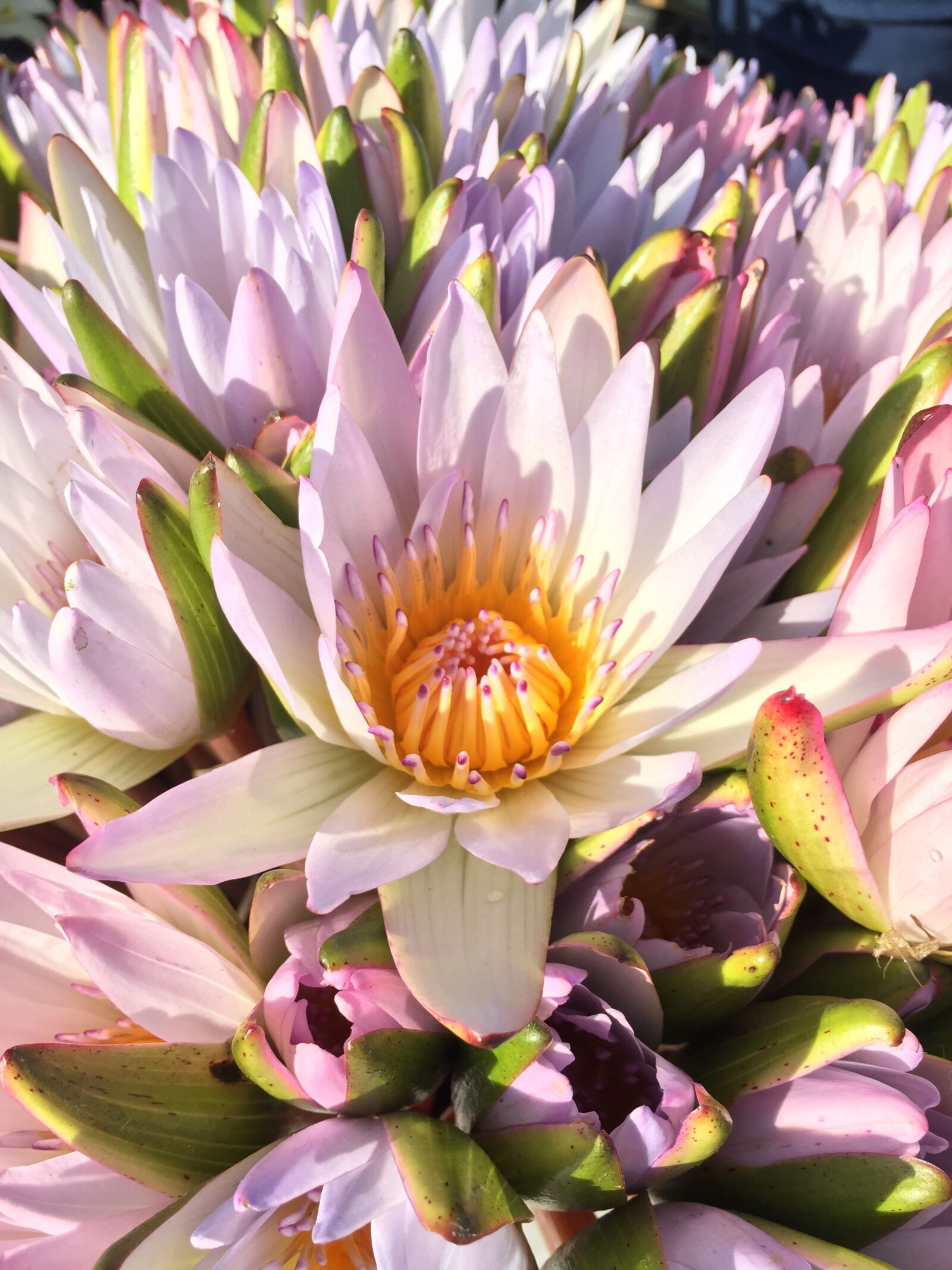 iPhone 6 back camera 4.15mm f/2.2 sample photo. Flower, flowers, florist photography