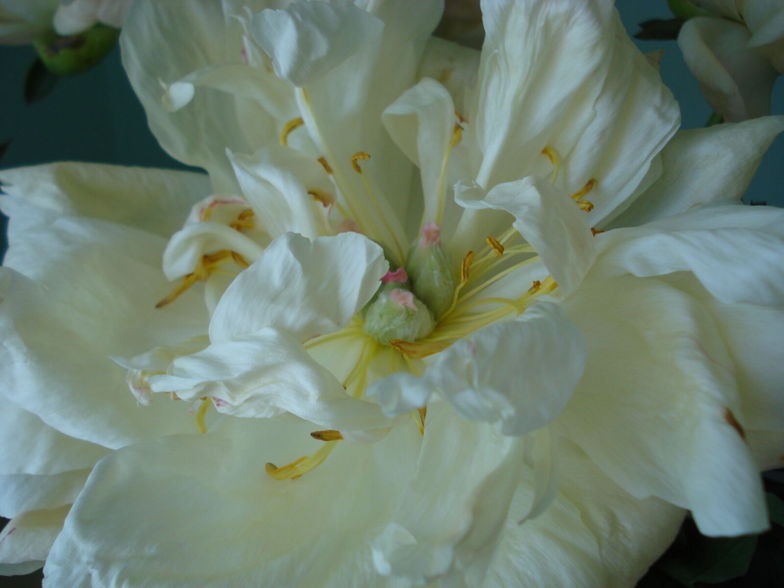 Sony DSC-W55 sample photo. Peony, flower, white photography