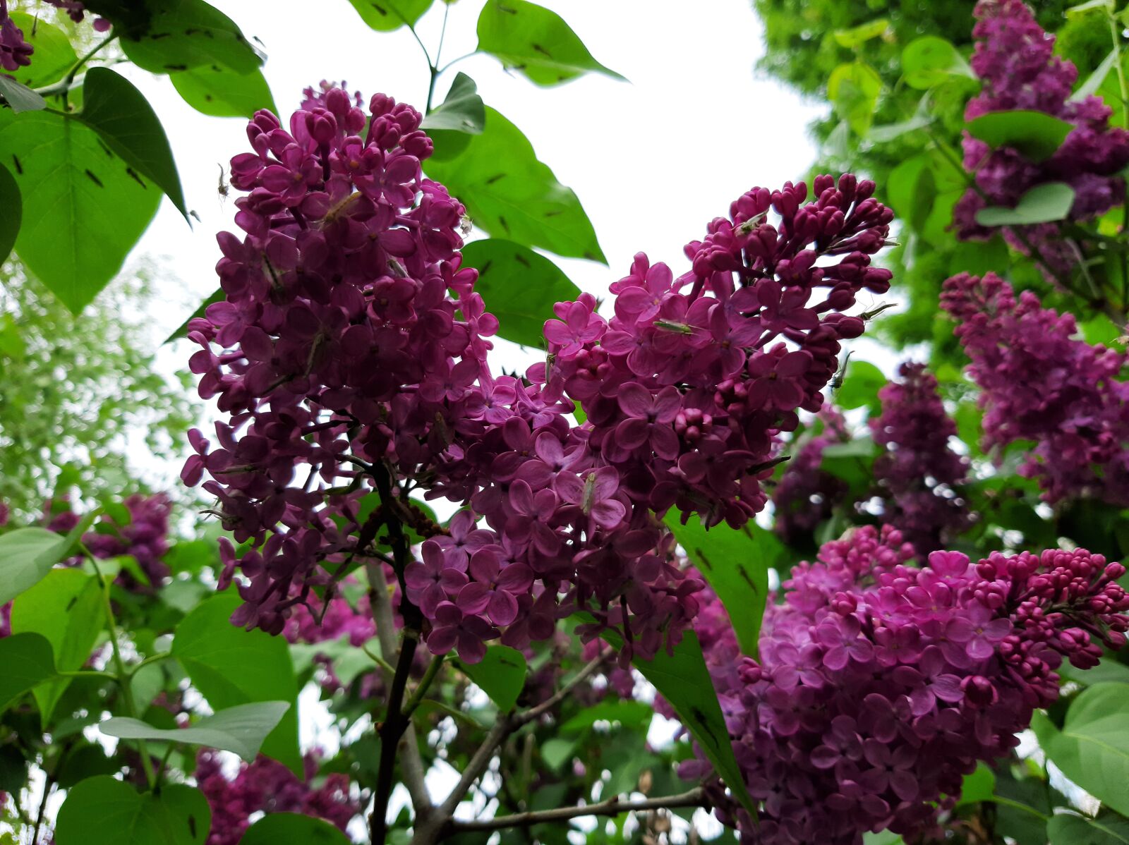 Samsung Galaxy A50 sample photo. Lilac, spring, tree photography