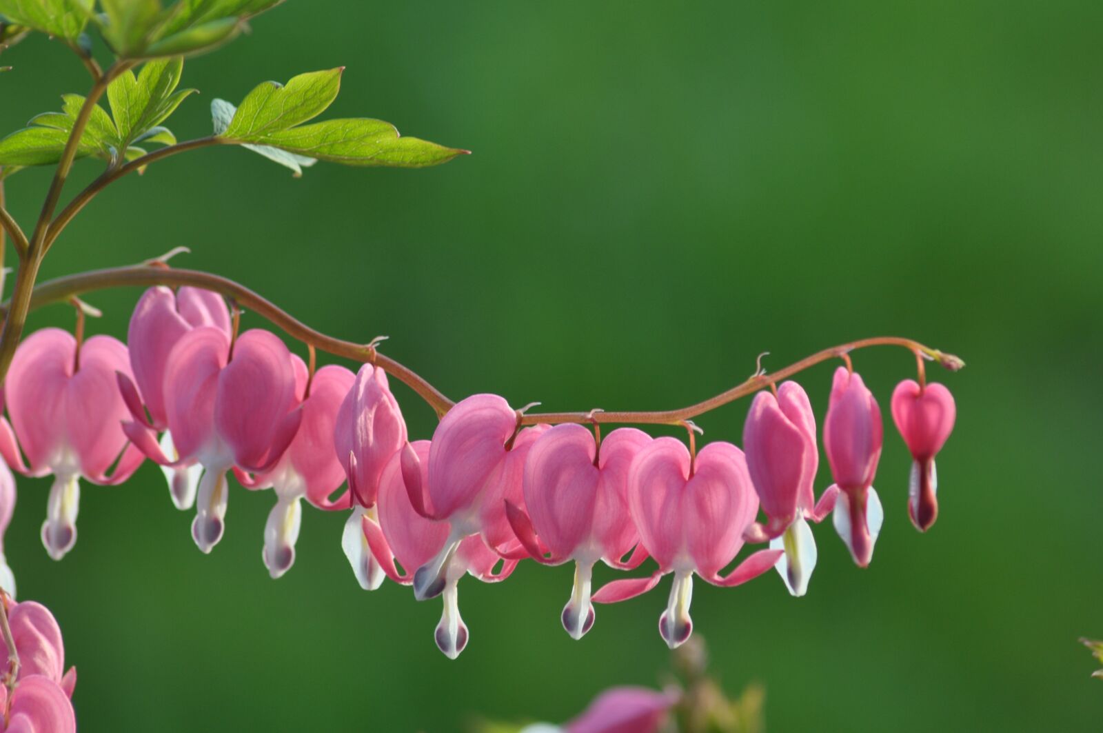 Nikon D90 sample photo. Shape, hearts, nature photography