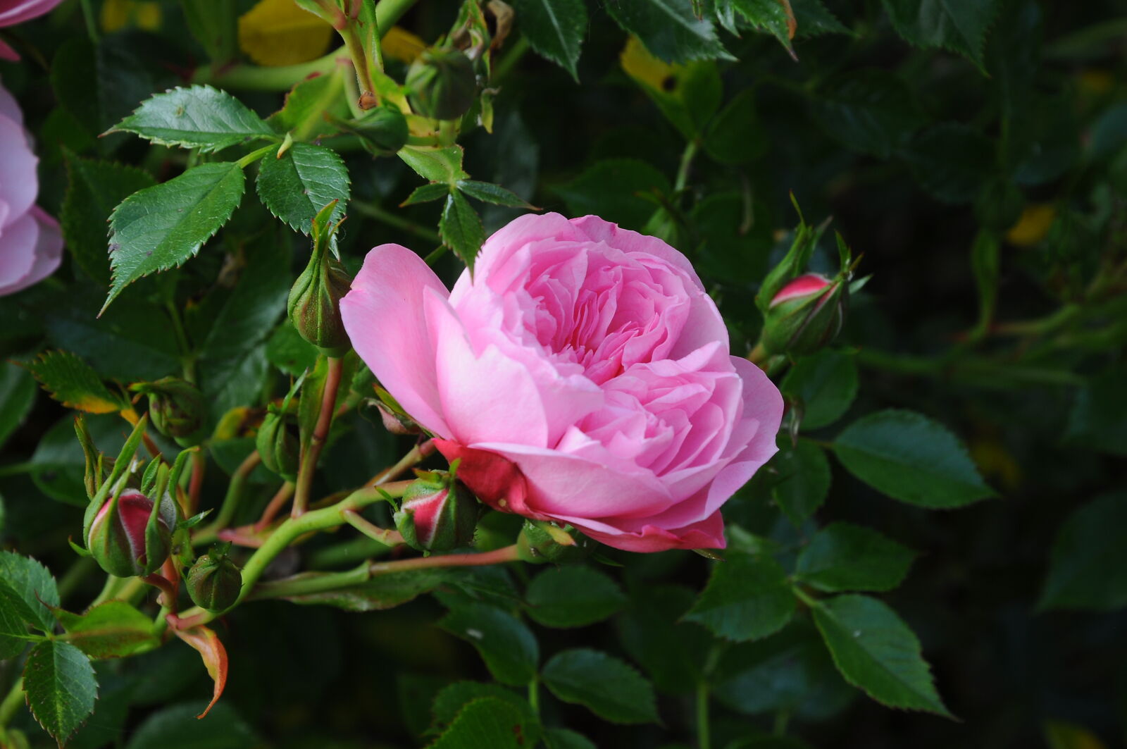Nikon D90 sample photo