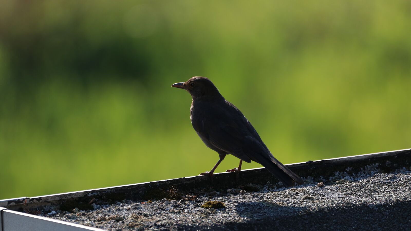 150-600mm F5-6.3 DG OS HSM | Contemporary 015 sample photo. Nature, bird, animal world photography