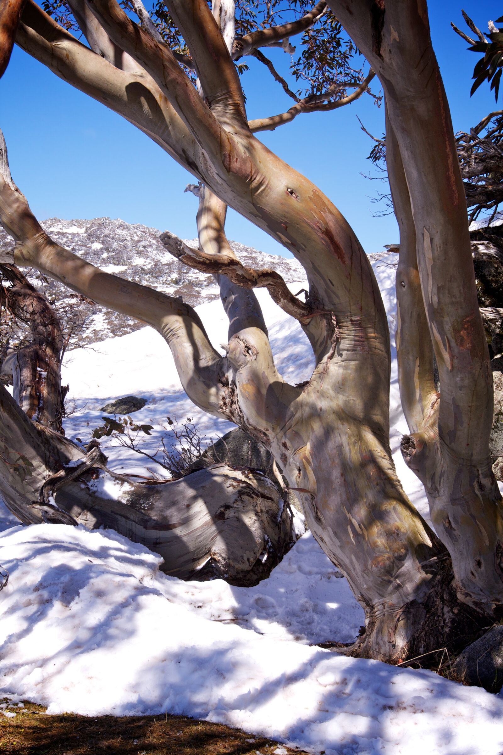 Canon EOS 500D (EOS Rebel T1i / EOS Kiss X3) sample photo. Snow, snow gums, gum photography