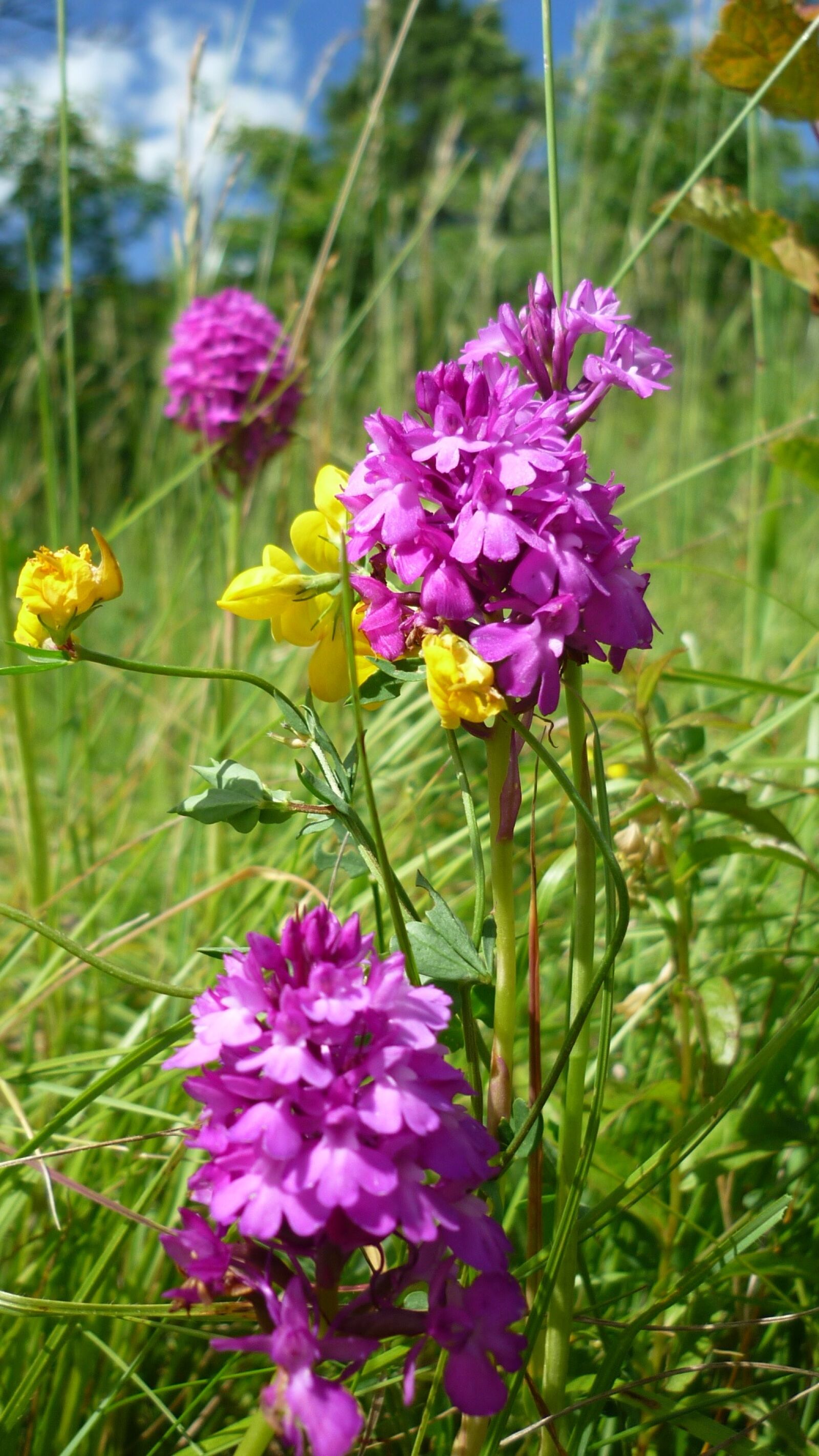 Panasonic Lumix DMC-FS6 sample photo. Pyramidenwurz, german orchid, bright photography