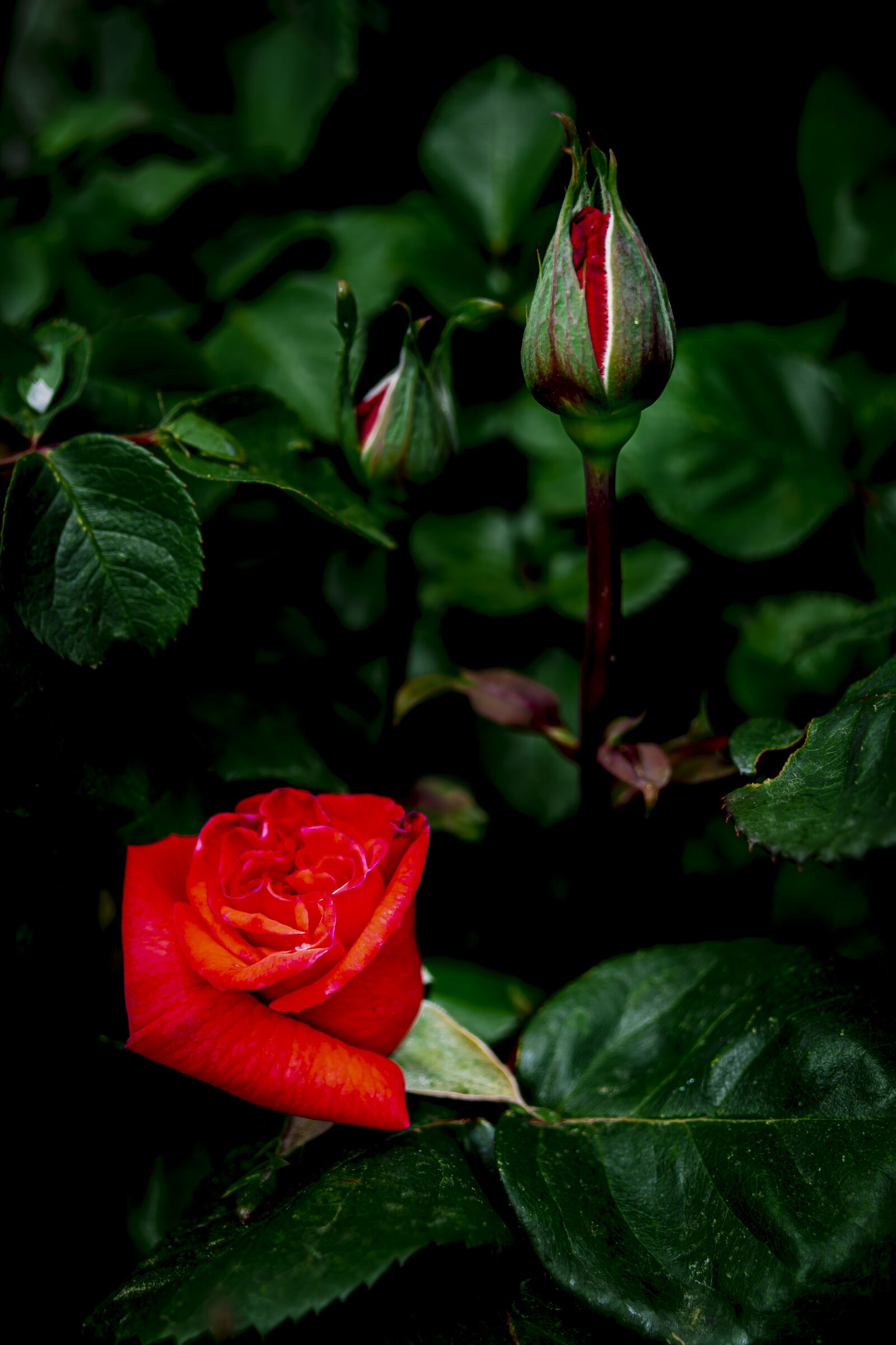 Nikon D7500 sample photo. Flower, pink, nature photography
