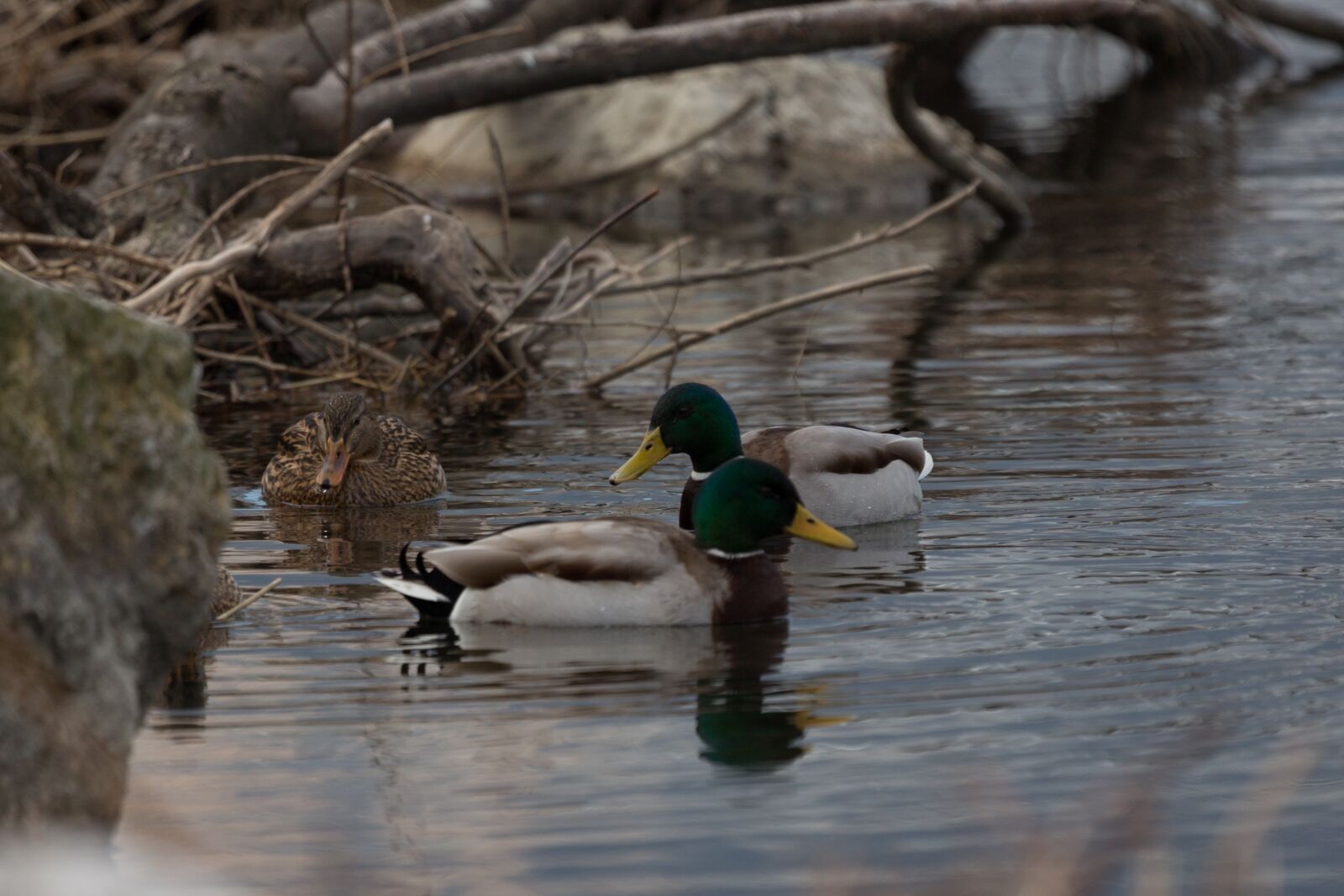 Canon EF 100-400mm F4.5-5.6L IS USM sample photo. Nature, water, lake photography