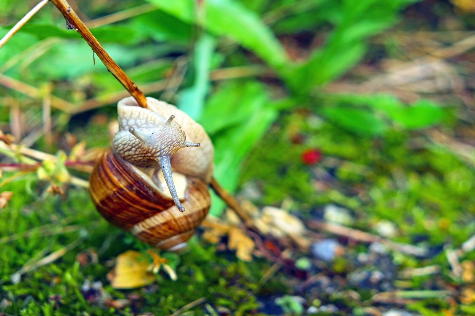 Fujifilm X-T10 + Fujifilm XF 35mm F1.4 R sample photo. Snail, mollusk, branch photography