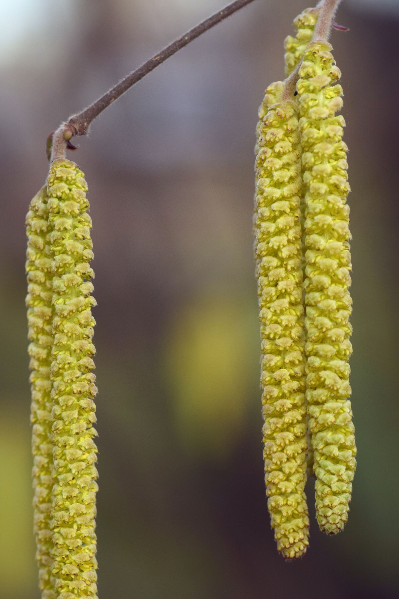 Nikon D3300 sample photo. Hazelnut, blossom, bloom photography
