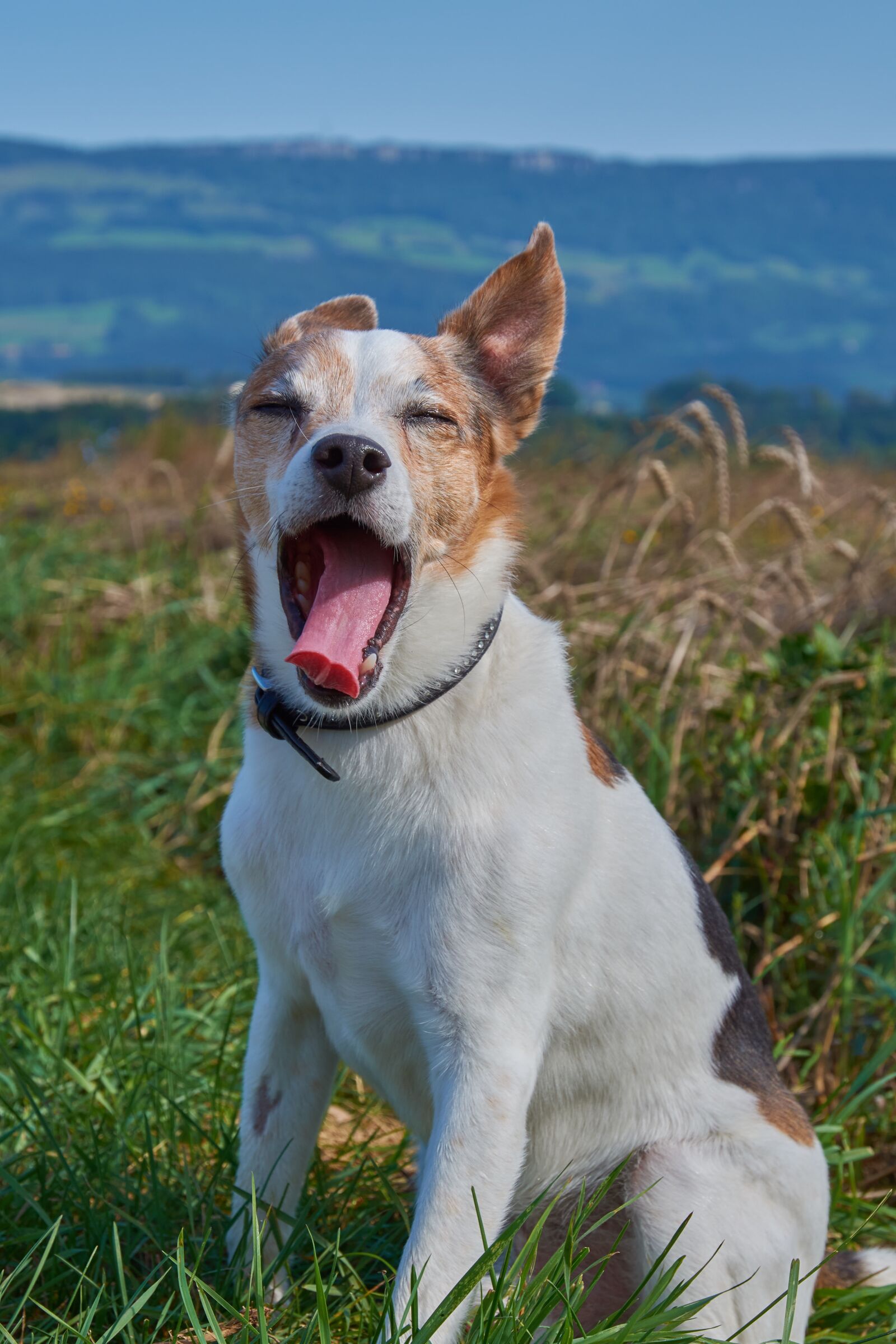 Nikon D7200 sample photo. Dog, tired, yawn photography