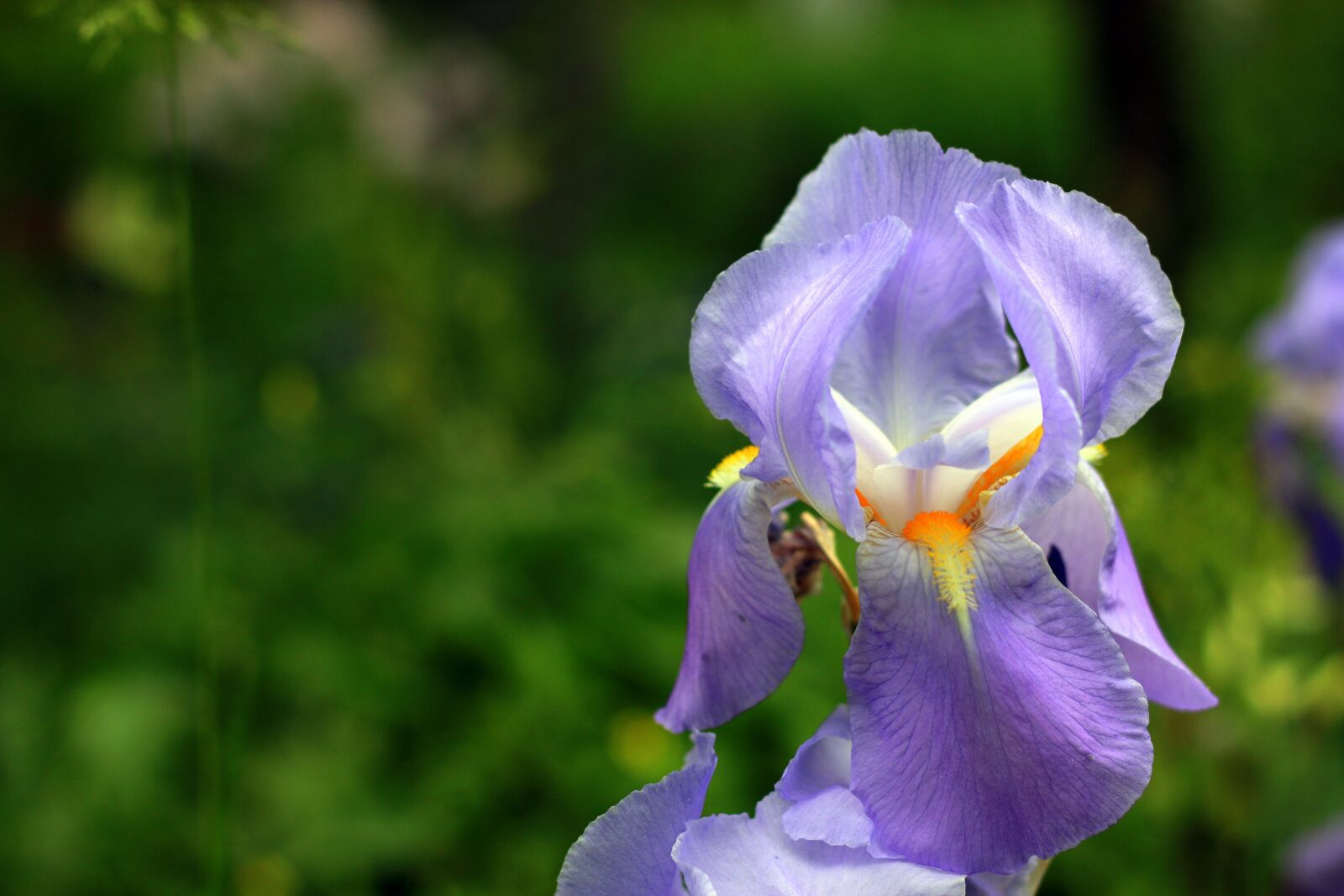 Canon EOS 70D + Canon EF 50mm F1.8 STM sample photo. Iris, purple, flower photography